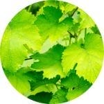 insights-earth-green-leafs-circle-150x150
