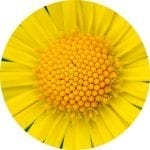 insights-sunshine-yellow-daisy-circle-150x150
